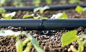 A imagem em close-up mostra uma mangueira de gotejamento preta deitada sobre um solo marrom e texturizado. Gotas de água estão pingando de um orifício na parte inferior da mangueira, formando uma pequena poça no solo abaixo. Em torno da mangueira, há pequenas plantas verdes borradas, indicando um sistema de irrigação em funcionamento em uma plantação. O fundo também está desfocado.