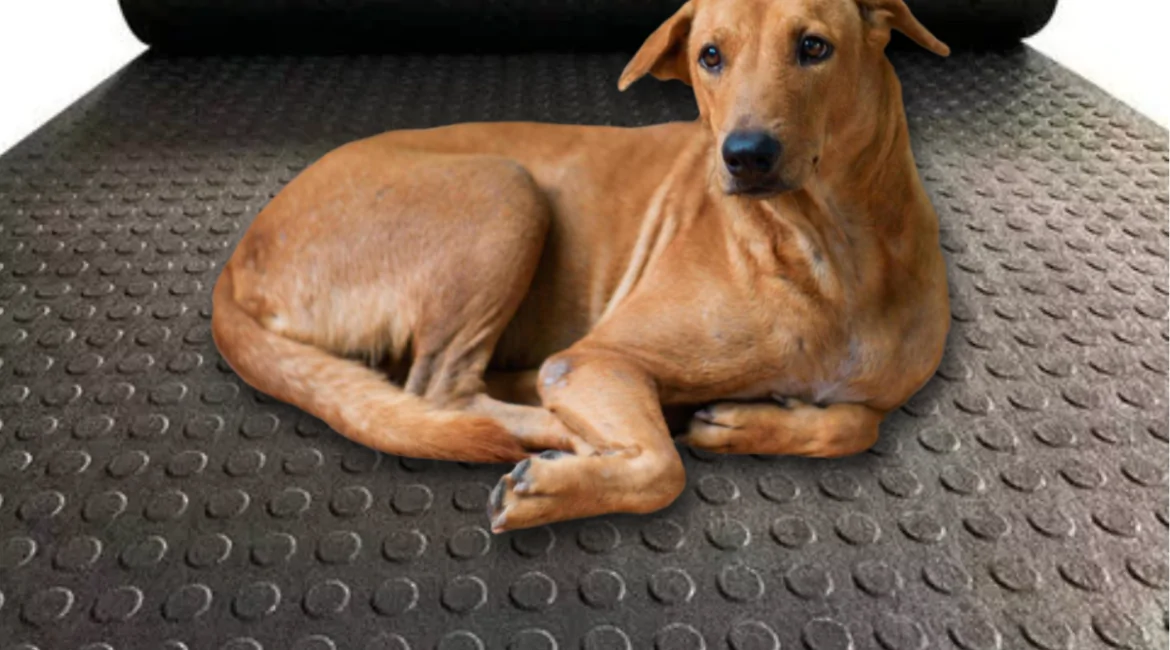 piso para cachorro com displasia descanso canil canis antiderrapante