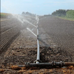 Irrigação com Mangueira de Gotejamento