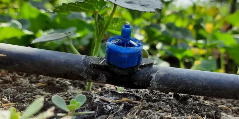 Irrigação com Mangueira de Gotejamento